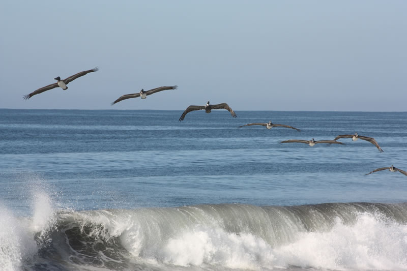 Birds